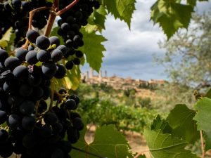 Italian vineyard with purple grapes in the forefront and the January 2023 newsletter in the background